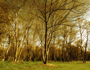 stockvault-birch-tree-forest138246
